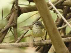 Tolmomyias sulphurescens