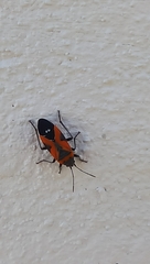 Lygaeus reclivatus