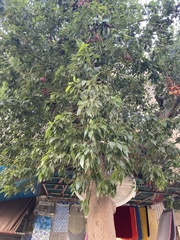 Magnoliopsida