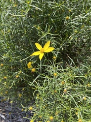 Coreopsis verticillata
