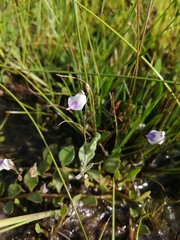 Utricularia livida