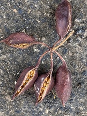 Magnoliopsida