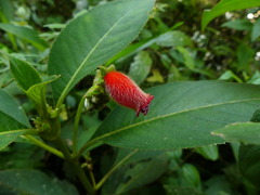 Gesneriaceae