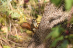 Tamiasciurus hudsonicus