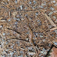 Coluber constrictor mormon