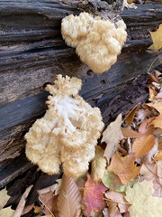 Hericium erinaceus
