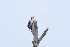 Dendrocopos major
