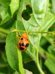 Epilachna tredecimnotata