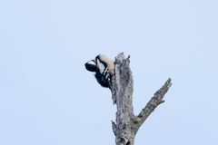 Dendrocopos major
