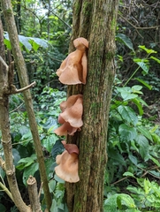 Auricularia fuscosuccinea