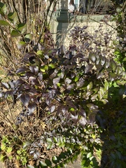 Ligustrum ovalifolium