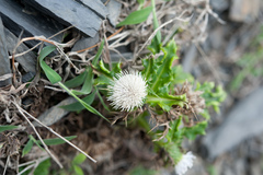 Cirsium brevicaule