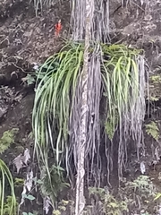 Pitcairnia
