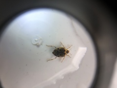 Peltodytes edentulus