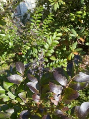 Ligustrum ovalifolium