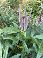 Asclepias tuberosa