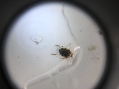 Peltodytes edentulus