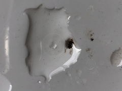 Peltodytes edentulus