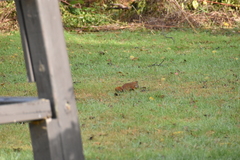 Tamiasciurus hudsonicus