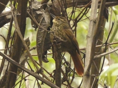 Syndactyla rufosuperciliata