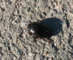 Agabinae