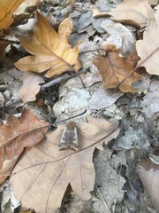 Conistra erythrocephala