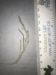Agrostis canina