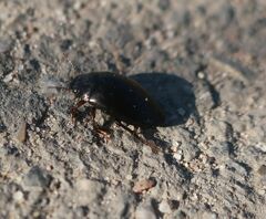 Agabinae