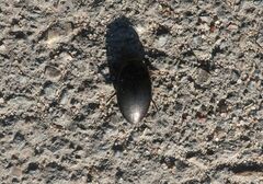Agabinae