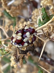 Sarcopoterium spinosum