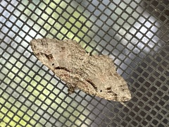 Costaconvexa centrostrigaria