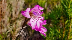 Gladiolus ornatus