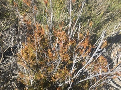 Dracophyllum subulatum