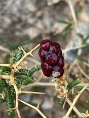 Sarcopoterium spinosum