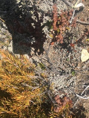 Dracophyllum subulatum