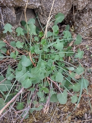 Rumex induratus