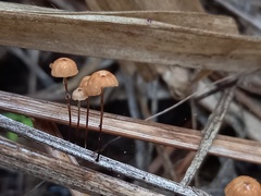 Marasmius crinis-equi