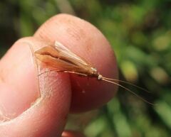 Limnephilus vittatus