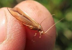 Limnephilus vittatus