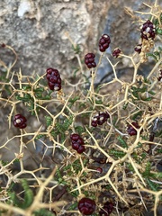Sarcopoterium spinosum