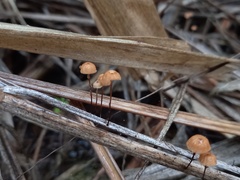Marasmius crinis-equi