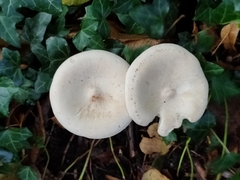 Infundibulicybe geotropa