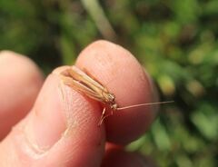 Limnephilus vittatus