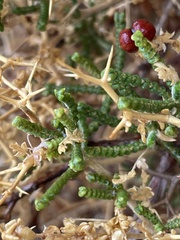 Sarcopoterium spinosum
