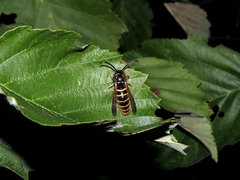Vespula vulgaris
