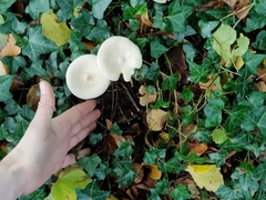 Infundibulicybe geotropa