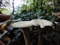 Infundibulicybe geotropa