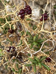 Sarcopoterium spinosum