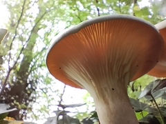 Infundibulicybe geotropa