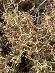 Sarcopoterium spinosum